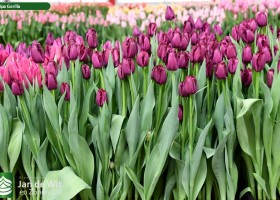 Tulipa Gorilla ® (2)